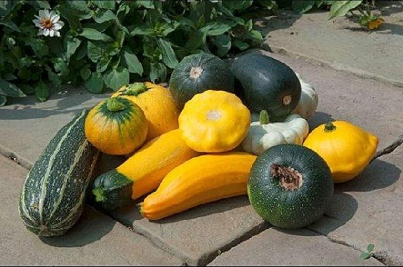 Cesta con hortalizas recién recogidas del huerto