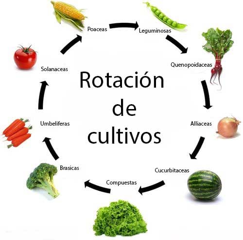Bancales de un huerto organizados para la rotación de cultivos
