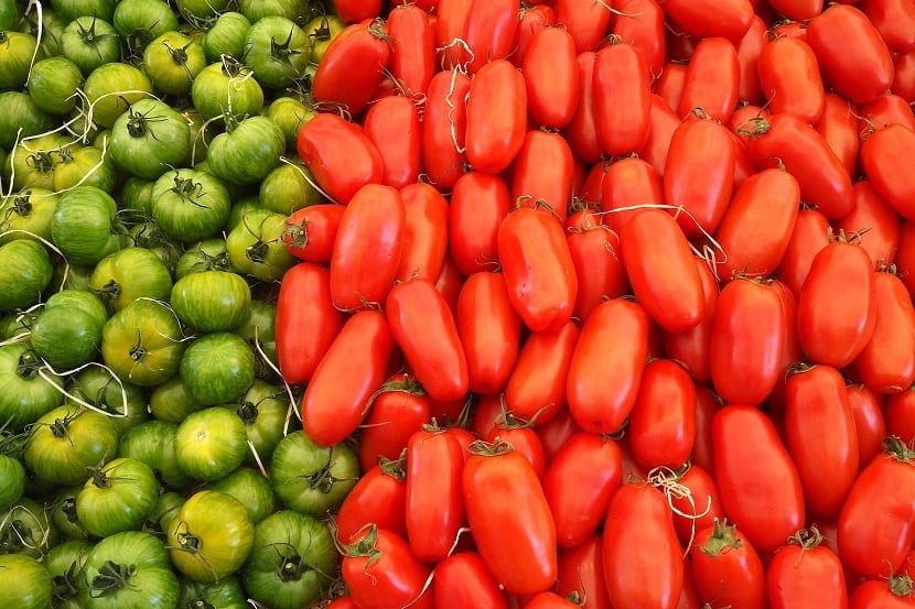 Pimientos cultivados en el huerto