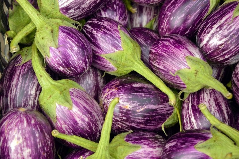 Fruto maduro de berenjena, Solanum melongena, en la planta