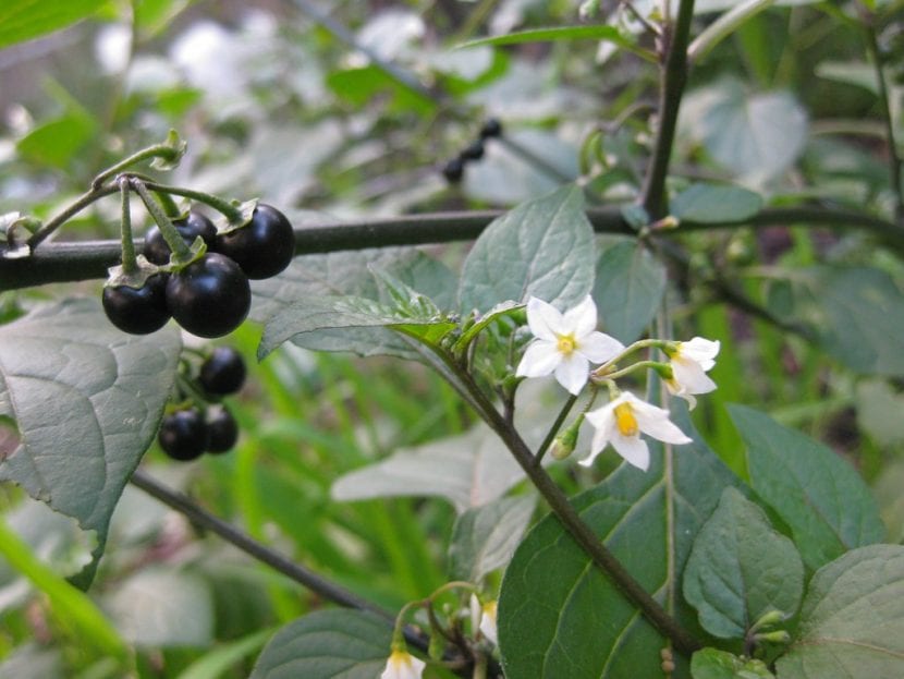 Planta de hierba mora, Solanum nigrum, con flores y bayas