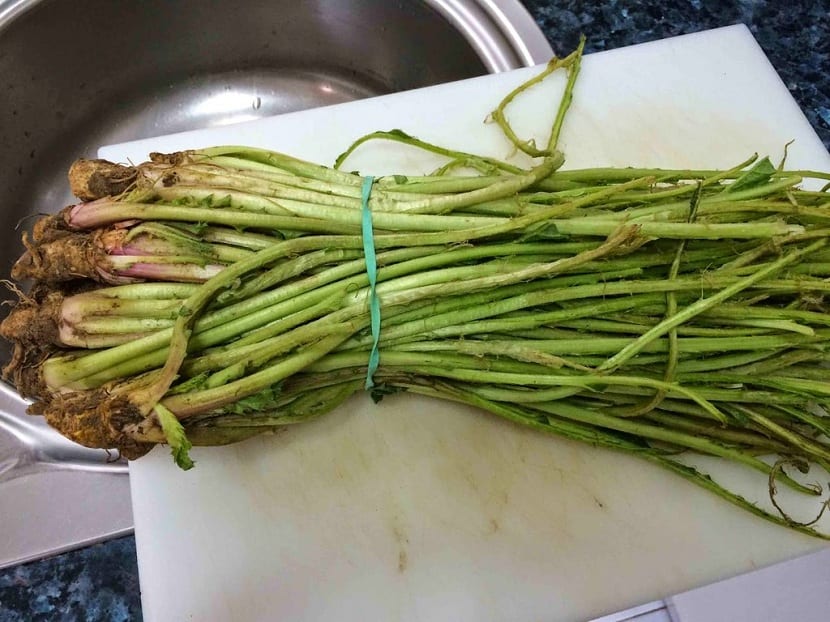 Recolección de tagarninas en el campo