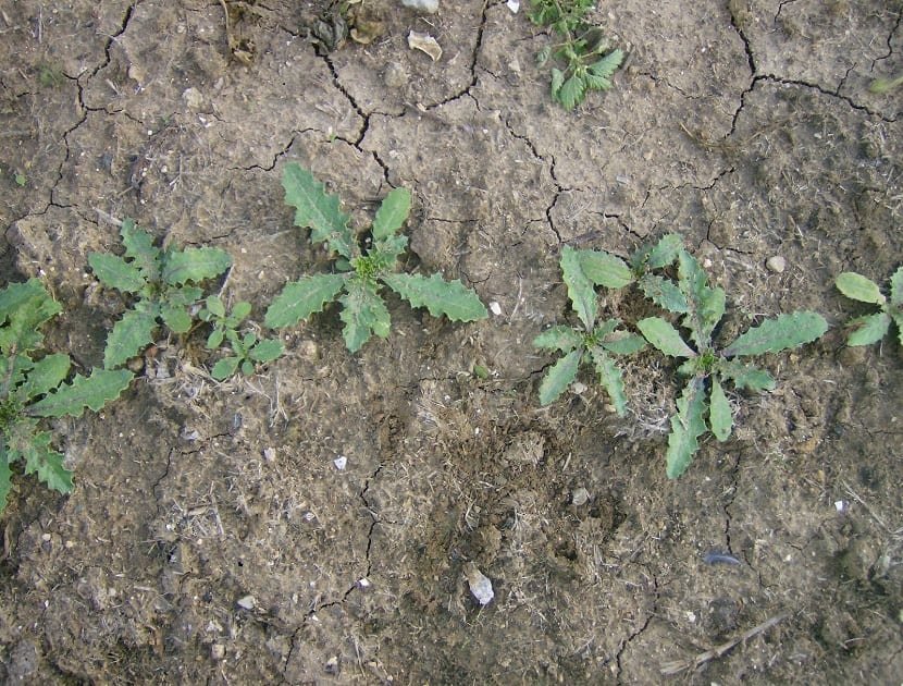 Cultivo de tagarninas en el huerto