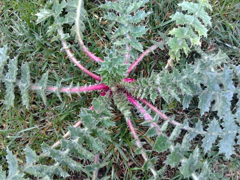 Roseta de tagarninas (Scolymus hispanicus) en el campo
