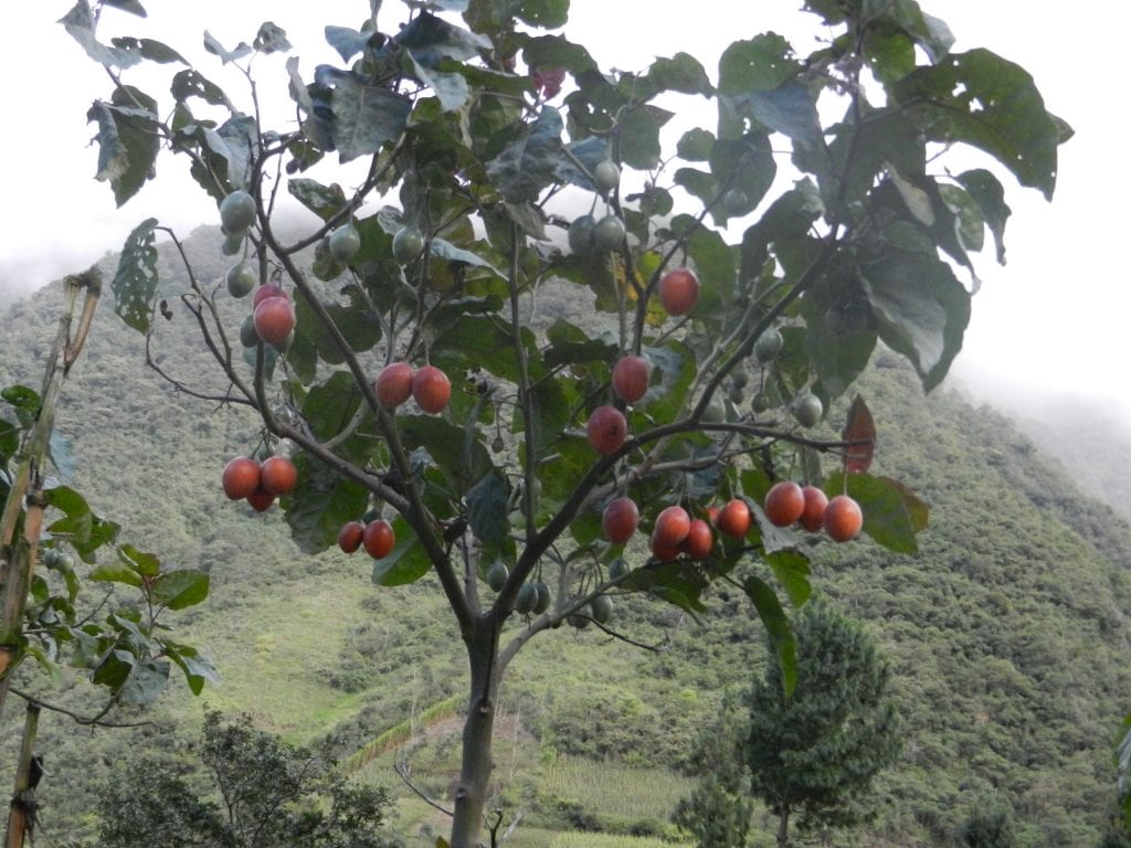 Planta de tamarillo con hojas acorazonadas