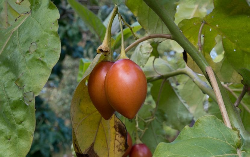 Frutos de tamarillo, Solanum betaceum, madurando en la rama