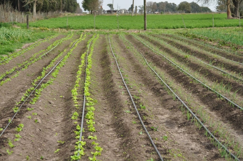 Riego por goteo instalado en un cultivo
