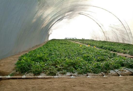 Interior de un invernadero con cultivo hortícola