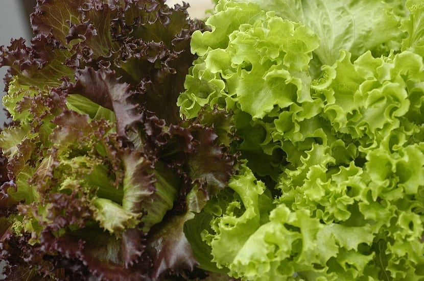 Distintas variedades de lechuga y hojas de ensalada