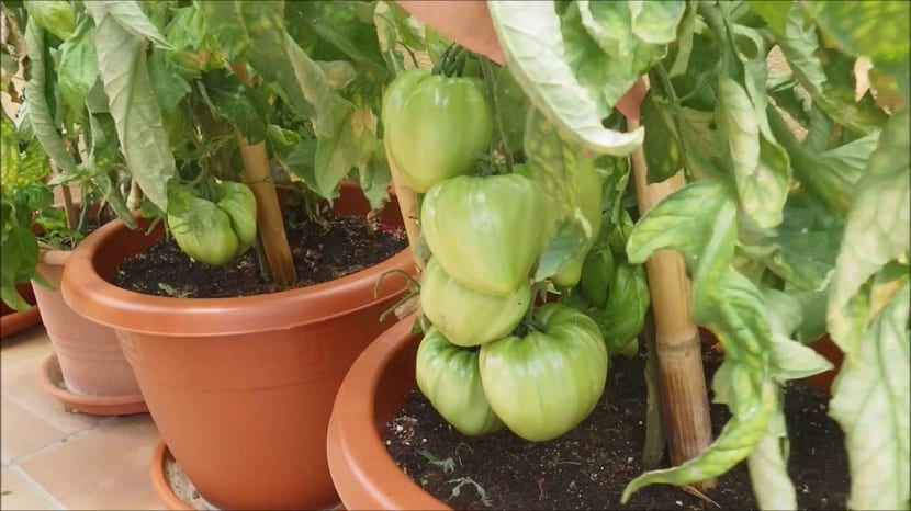 Ejemplares de tomate corazón de buey en plantación