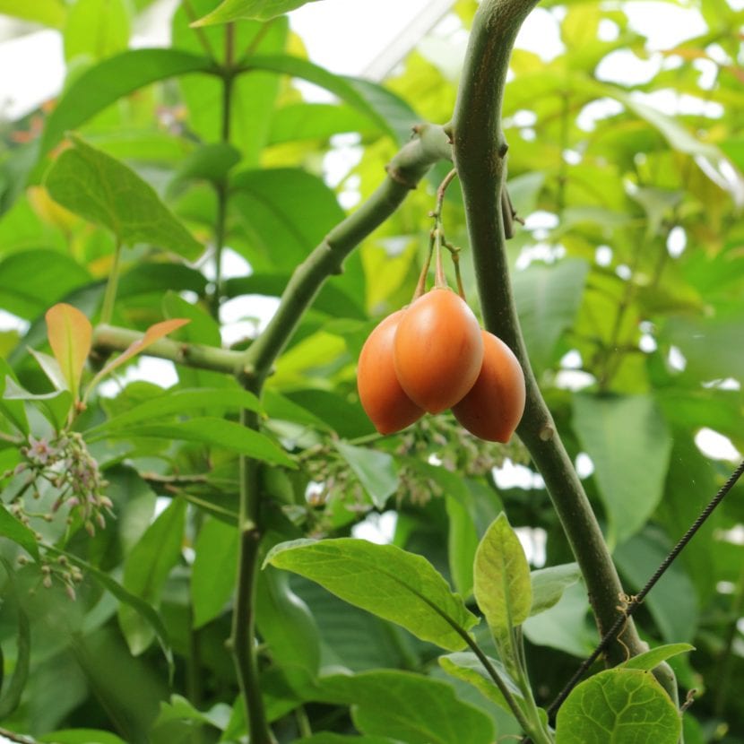 Frutos maduros de Solanum betaceum, el tomate de &aacute;rbol