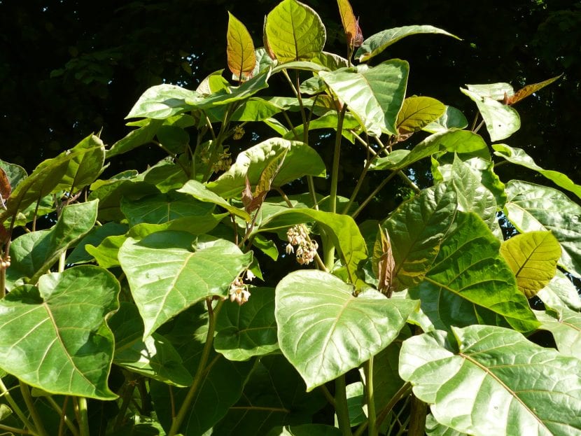 Hojas grandes y acorazonadas del tomate de &aacute;rbol