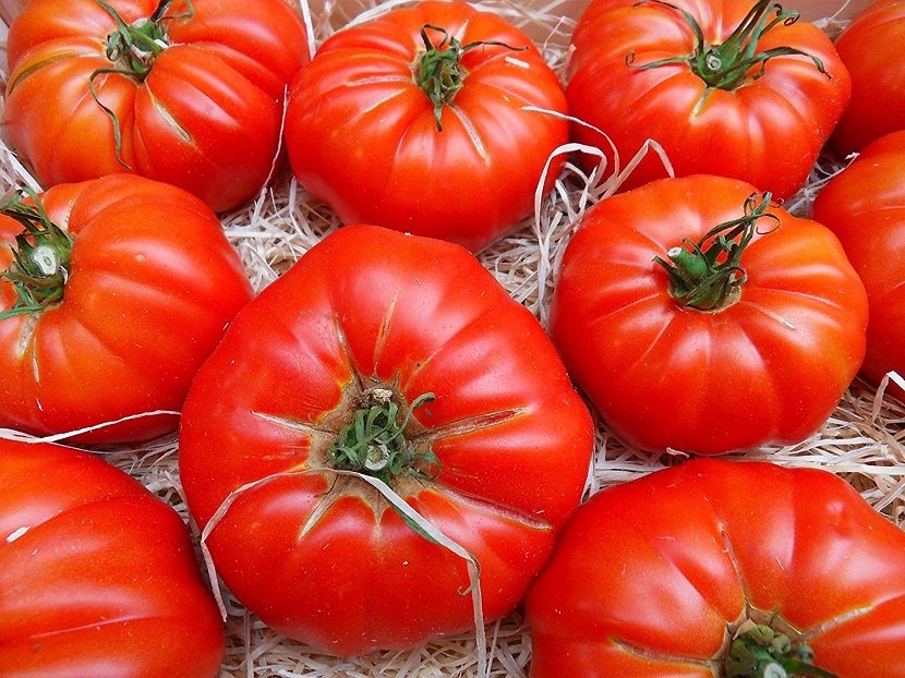 Cultivo de varias variedades de tomate en el huerto