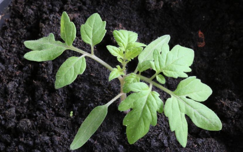 Tomatera cargada de frutos verdes en el huerto