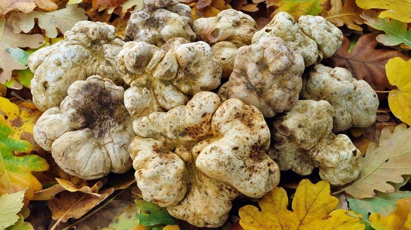 Trufa blanca Tuber magnatum sobre fondo oscuro