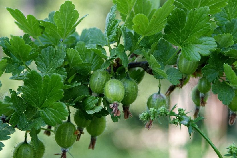 Frutos de uva espina, Ribes uva-crispa, madurando en la rama