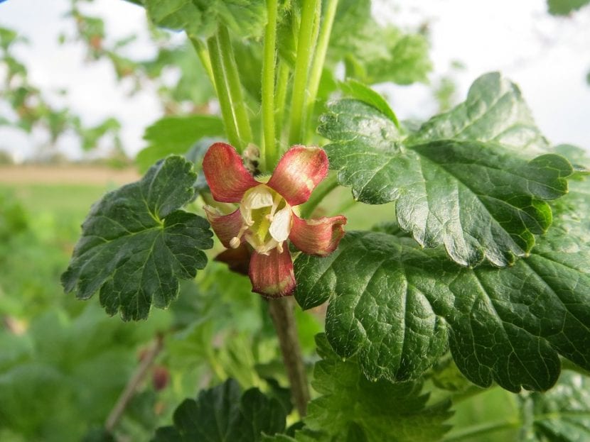 Flor de Ribes uva-crispa en primavera