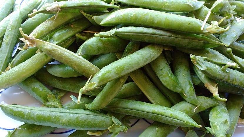 Guisantes recién cogidos del huerto en su vaina