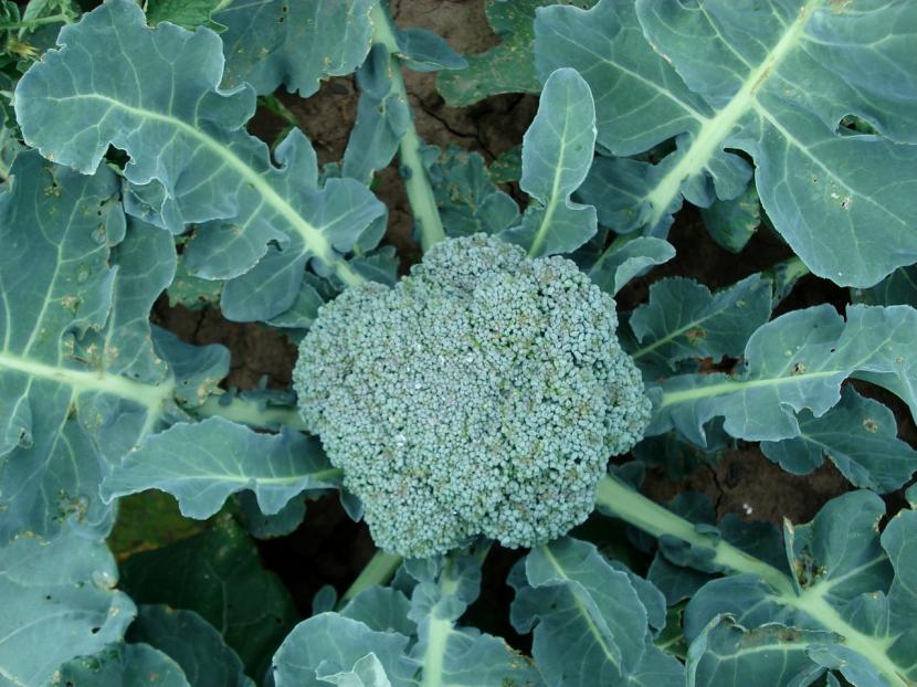 Pella de brócoli lista para cortar en el huerto de invierno