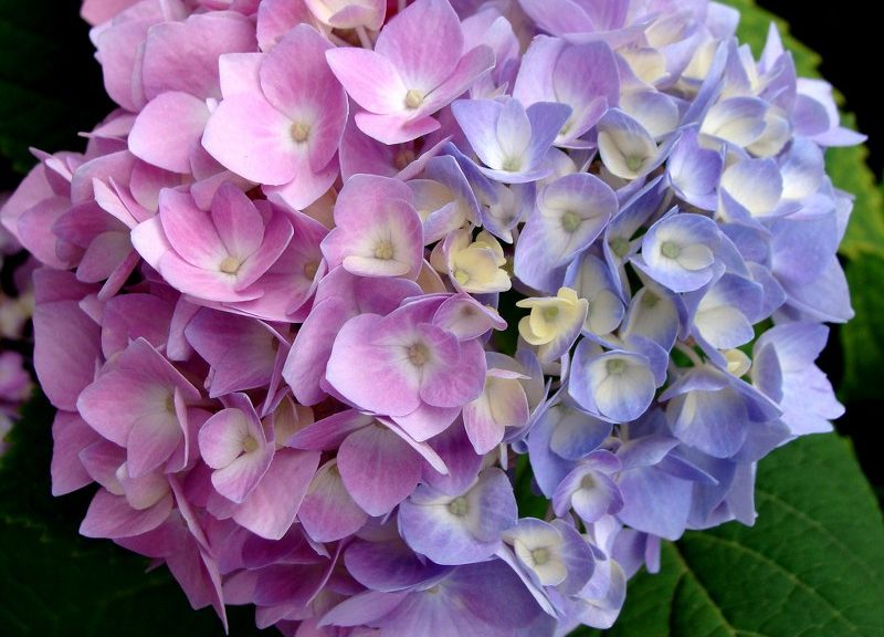 Hortensias