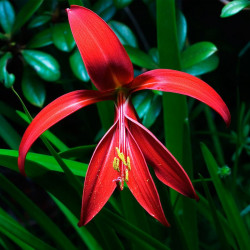 Flor de Lis