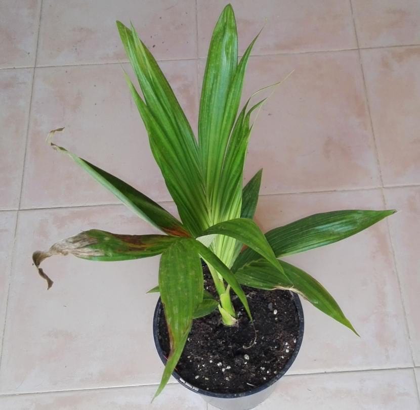 Ejemplar de Archontophoenix alexandrae con su capitel verde
