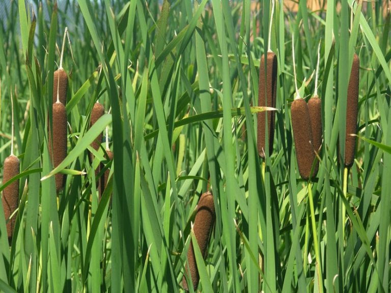 Espigas de Typha latifolia en verano