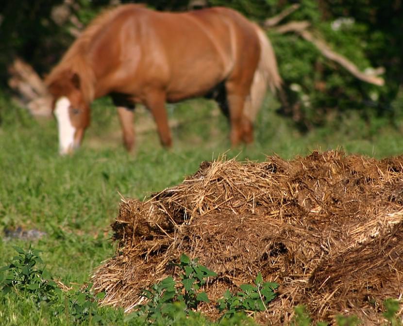 Estiércol de caballo compostado listo para incorporar al suelo