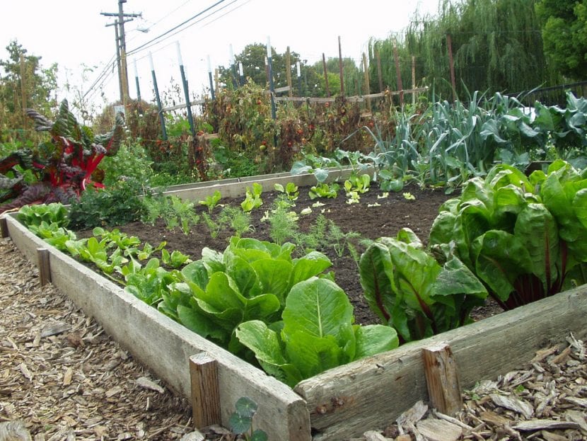 Huerto cultivado directamente en el suelo del jardín