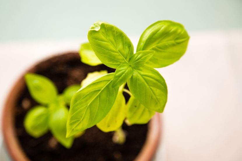 Planta cultivada en maceta sobre una terraza