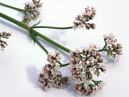 Flores y hojas de plantas medicinales listas para recolectar