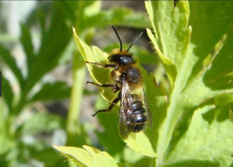 Abeja cortadora de hojas trabajando sobre una hoja de rosal