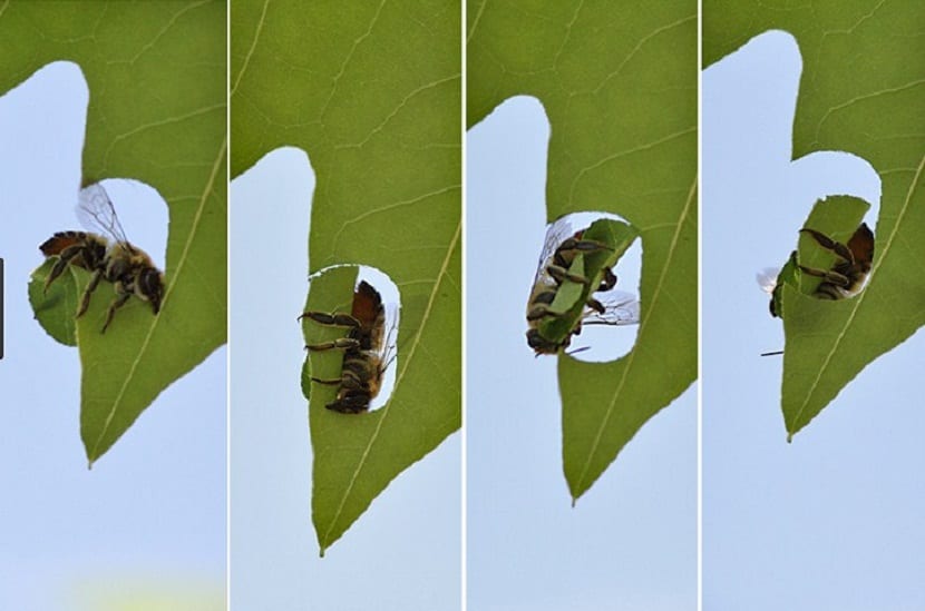 Abeja cortadora de hojas del rosal: cómo identificarla