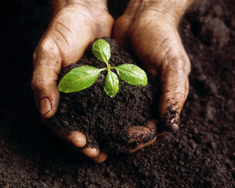 Compost casero maduro listo para incorporar al suelo