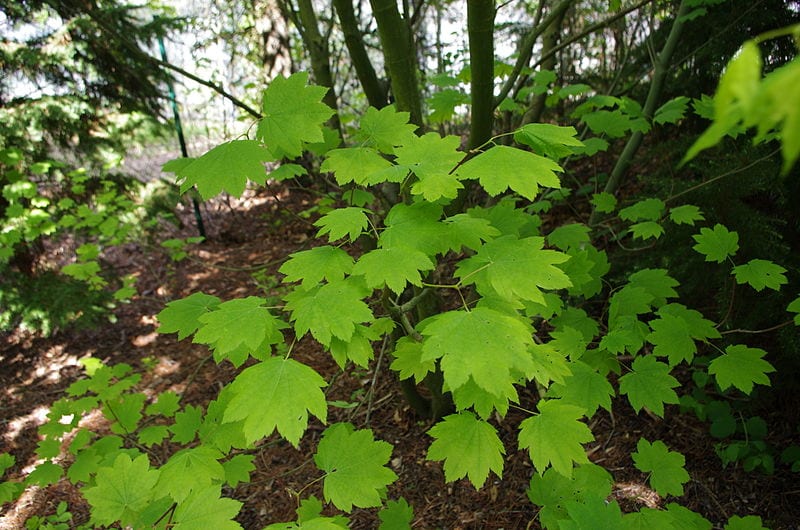 Acer circinatum: características, cultivo y cuidados del arce