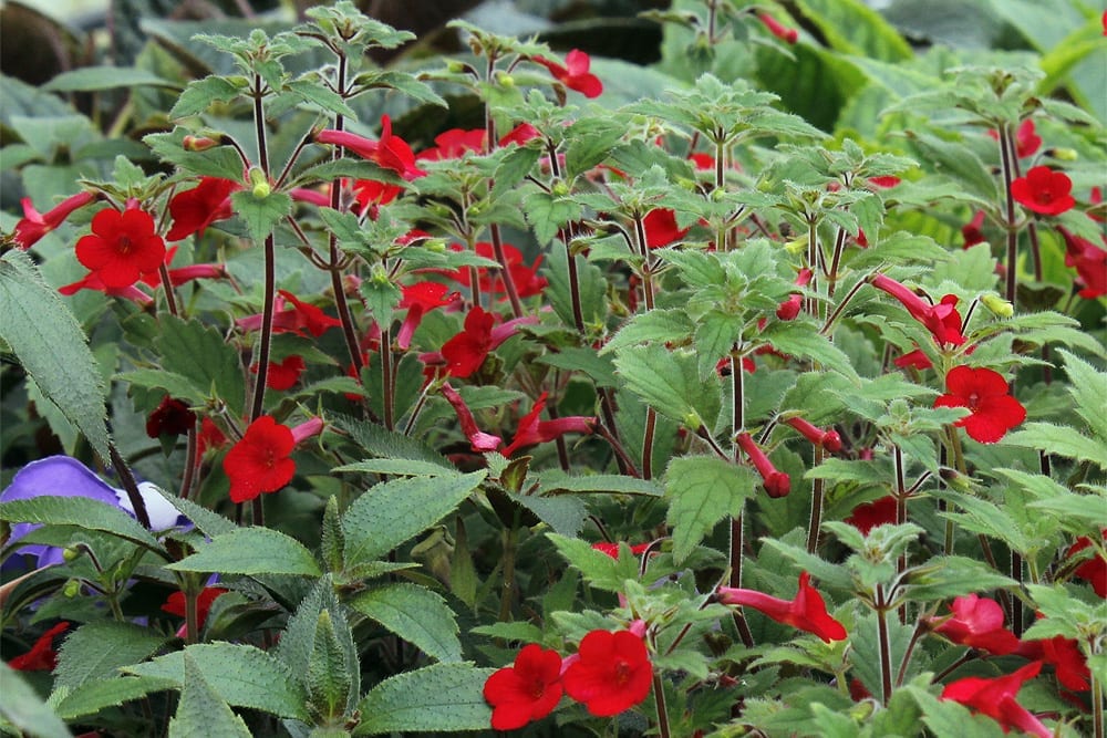 Achimenes: cultivo, cuidados y conservación de los rizomas