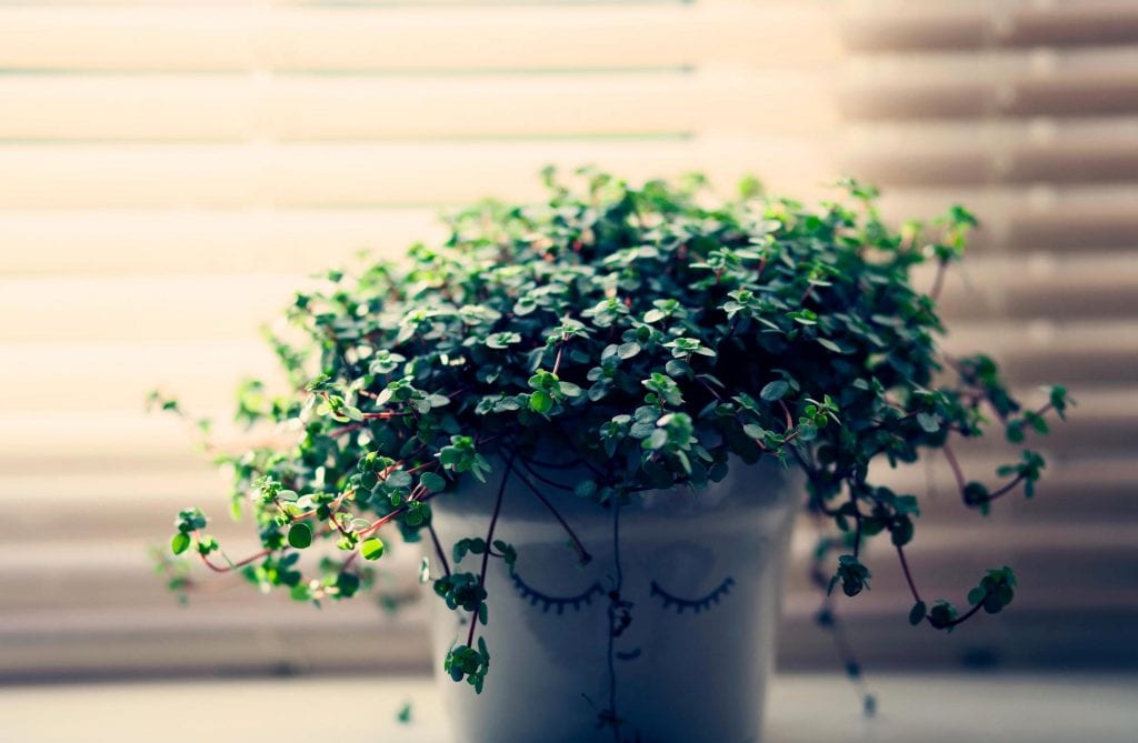 Aclimatar plantas al sol, al frío y al aire seco de casa