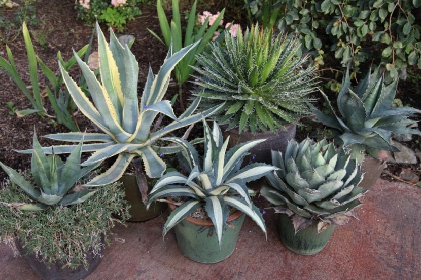 Agave cultivado en maceta de barro