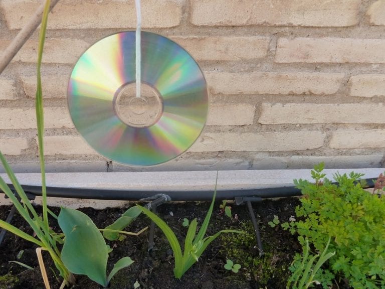 CD colgado como disuasorio reflectante para aves