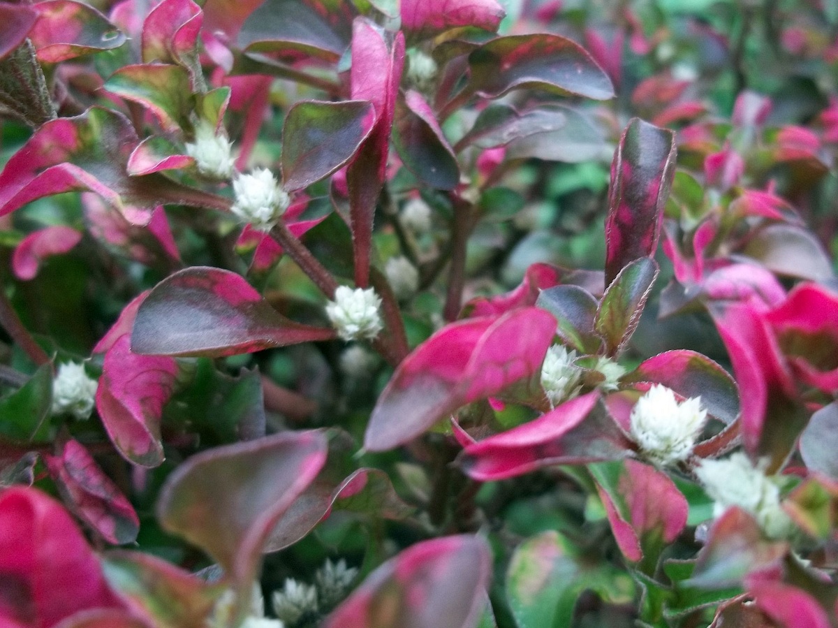 Alternanthera: especies, cultivo y cuidados en jardín y acuario