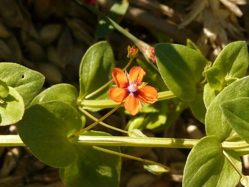 Flores de Anagallis arvensis o pimpinela escarlata