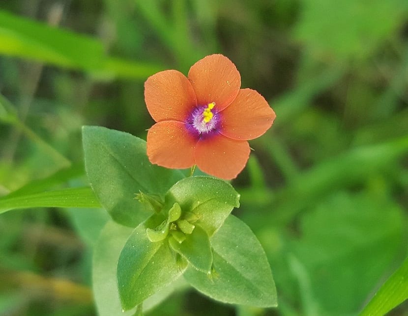 Detalle de la flor roja de la pimpinela escarlata