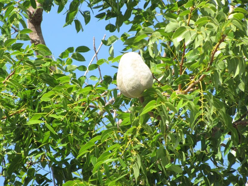Frutos en cápsula de Swietenia mahagoni