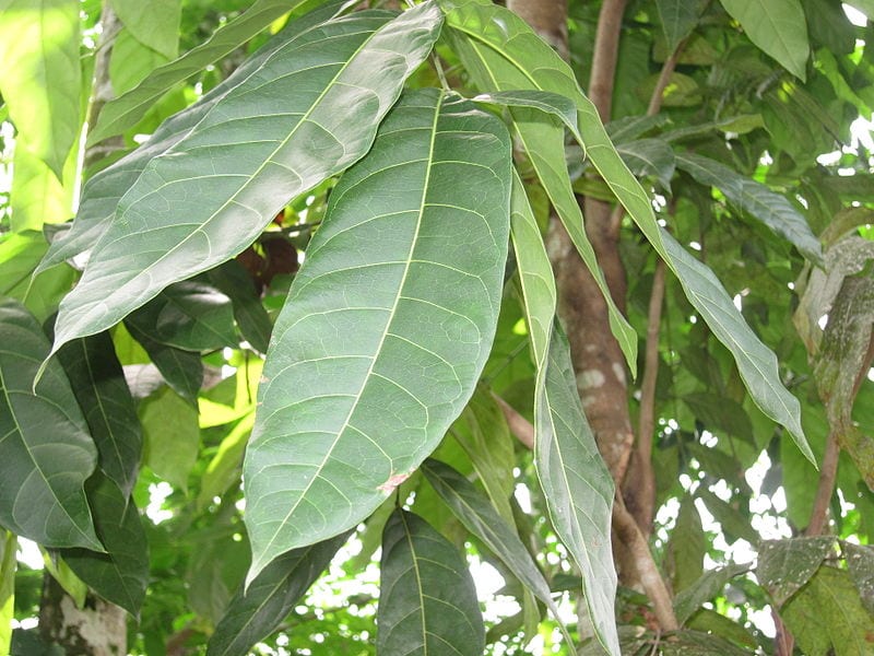 Hojas pinnadas de Swietenia macrophylla