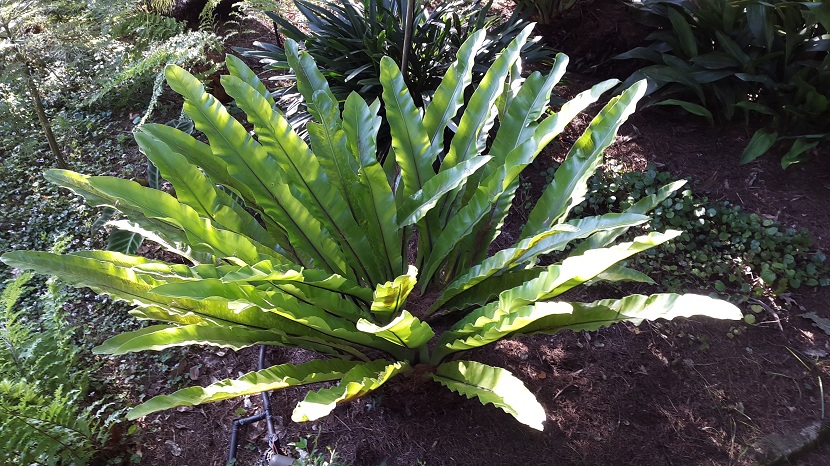 Roseta de Asplenium nidus con frondes enteras y brillantes