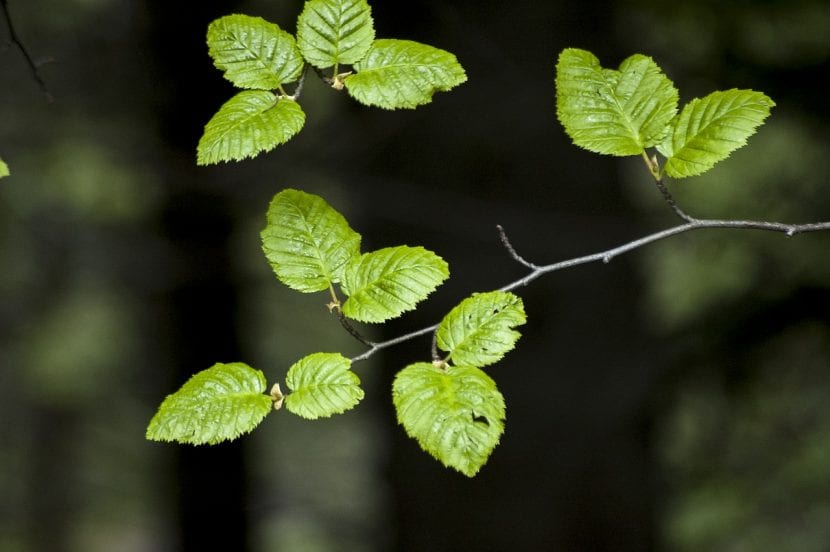 Hojas verdes de una planta a contraluz