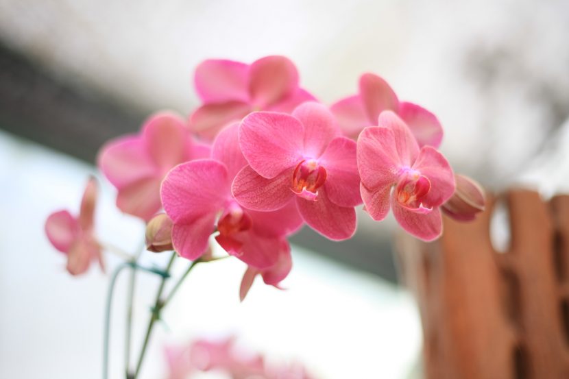 Orquídea en flor cultivada en maceta transparente