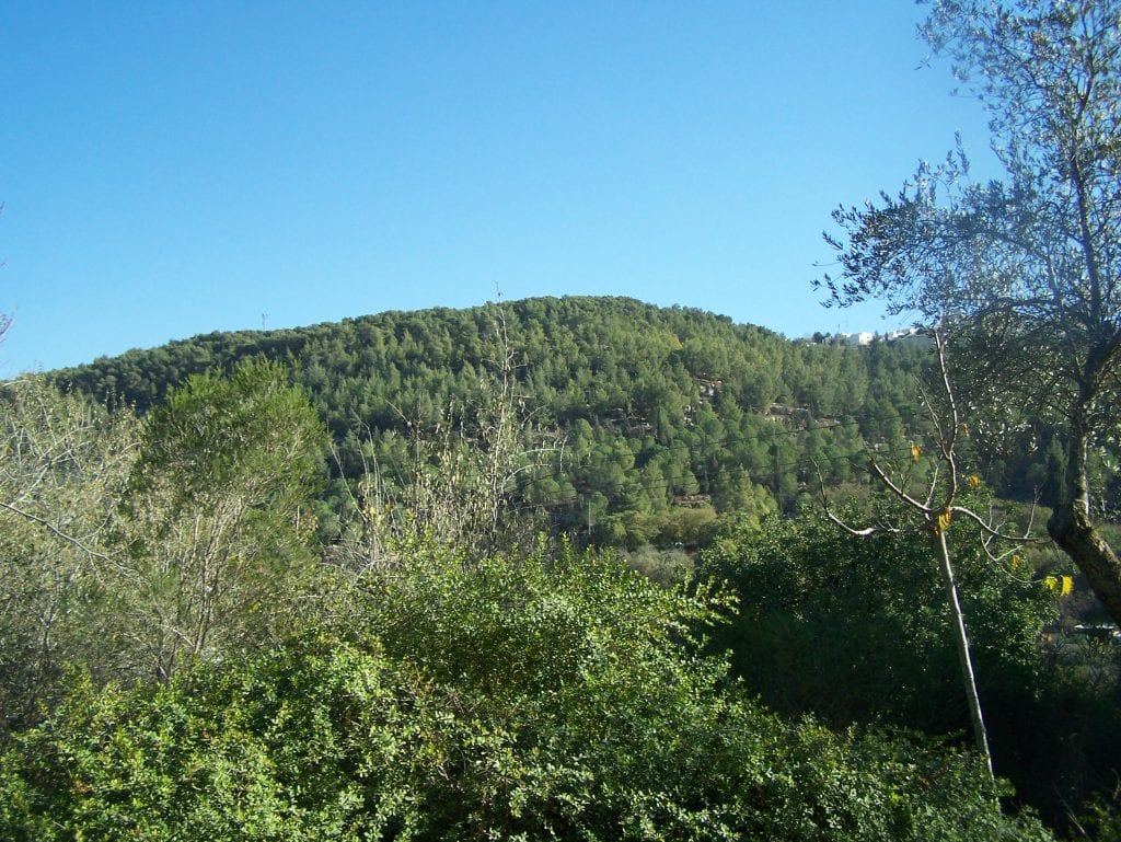 Bosque mediterráneo: origen, especies, suelo y fuego