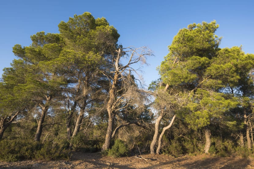 Pino carrasco, Pinus halepensis, en un monte mediterráneo