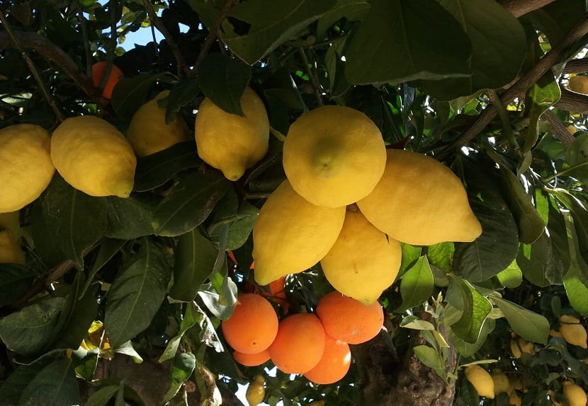 Injerto de yema en un limonero joven atado con cinta de injertar